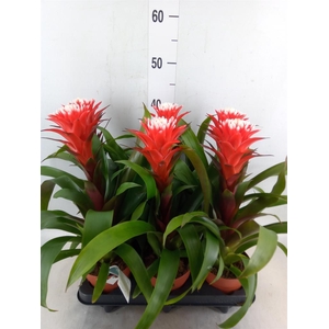 Guzmania  'Hope'