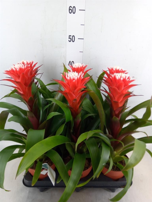 <h4>Guzmania  'Hope'</h4>