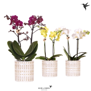 Kolibri Orchids Phalaenopsis mix 2 spike in Mozaiek pot