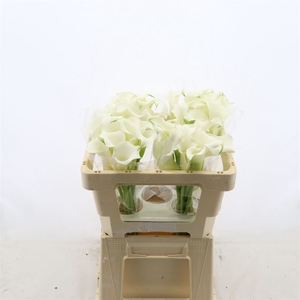 Calla Whitehorse