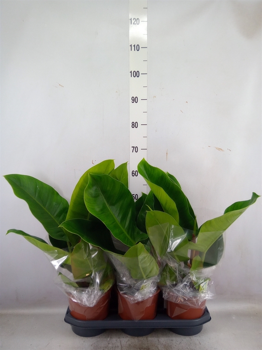 <h4>Philodendron  'Imperial Green'</h4>