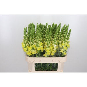 Antir Pot Yellow