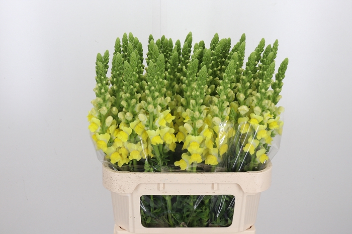 <h4>Antir Pot Yellow</h4>
