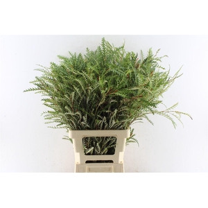 Grevilea Ivanhoe Groen