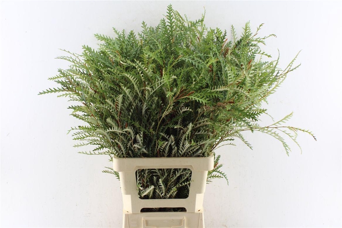 <h4>Grevilea Ivanhoe Groen</h4>