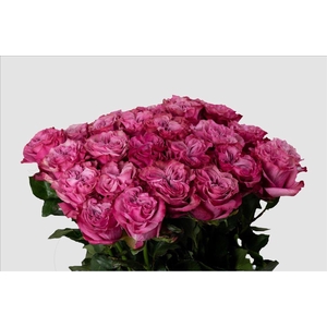 Rosa ec country blue