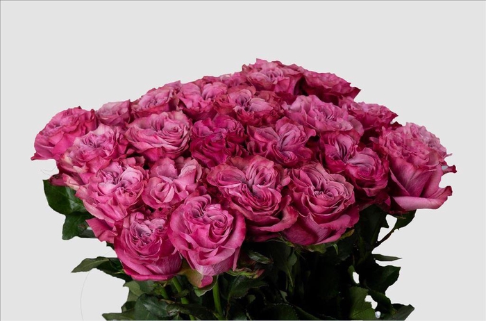 <h4>Rosa ec country blue</h4>