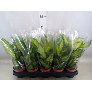 Dieffenbachia  'Camilla'