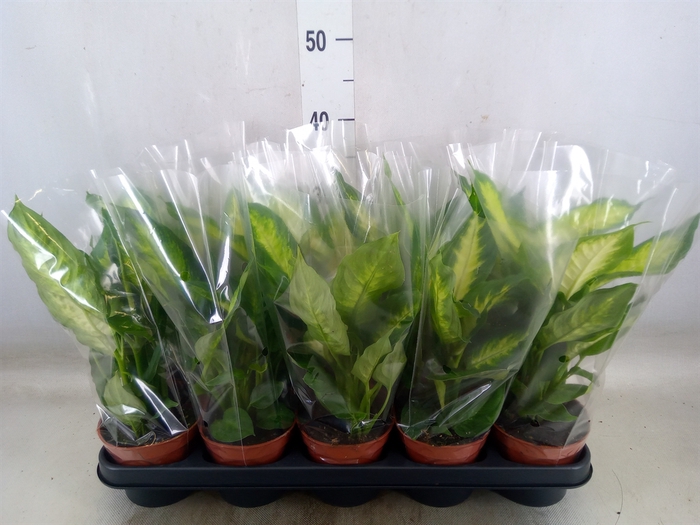 <h4>Dieffenbachia  'Camilla'</h4>