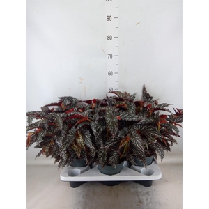 Begonia BD mac. 'Spotlight Dark'