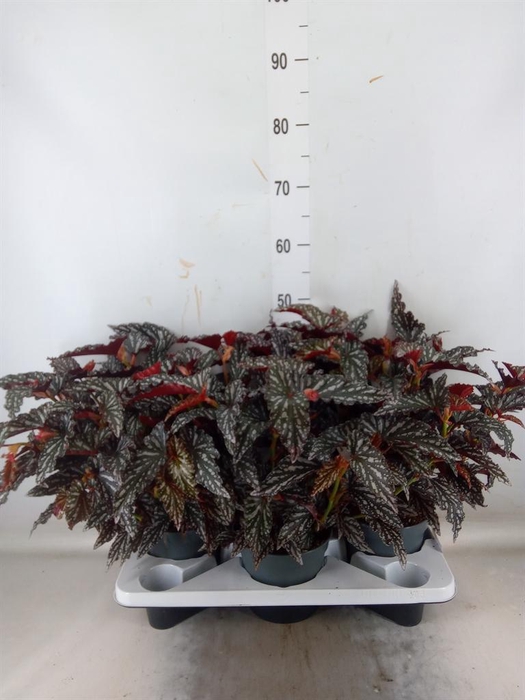 <h4>Begonia BD mac. 'Spotlight Dark'</h4>