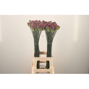 Allium Sphaerocephal