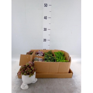Arr.   Kamerplant Groen L%