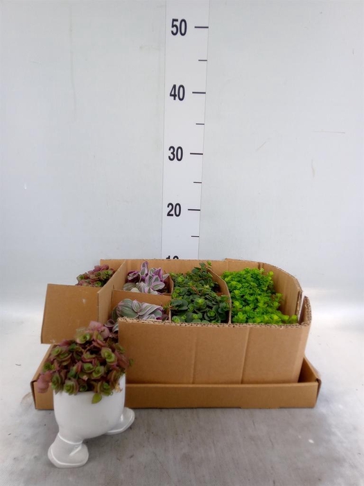 <h4>Arr.   Kamerplant Groen L%</h4>