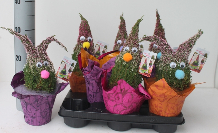 <h4>Calluna Wichtel</h4>
