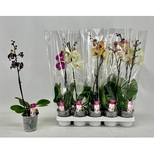 PHAL GEM