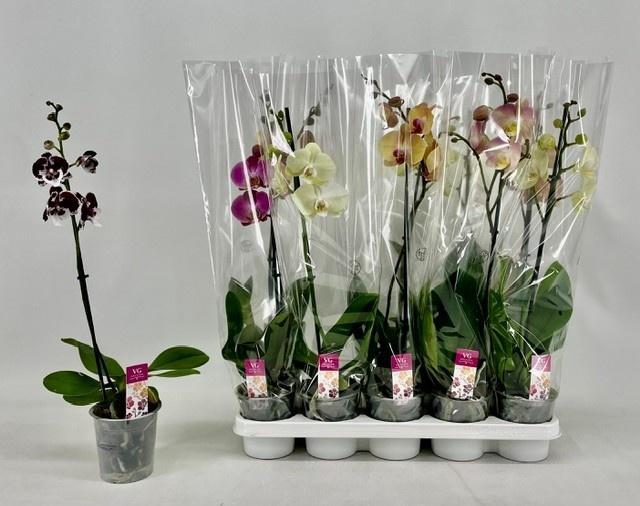 <h4>PHAL GEM</h4>