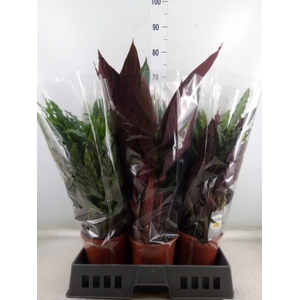 Calathea   ...mix