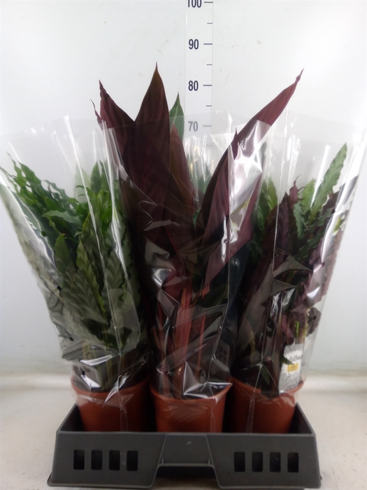 <h4>Calathea   ...mix</h4>