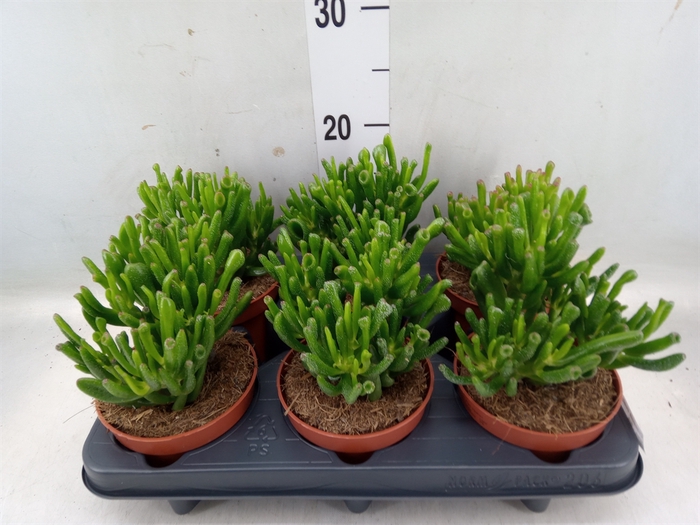 <h4>Crassula ovata 'Hobbit'</h4>