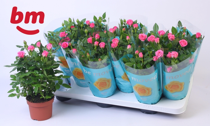 <h4>Rosa Sparkling Jewel Beau Monde Dark Pink(10,5 cm)</h4>
