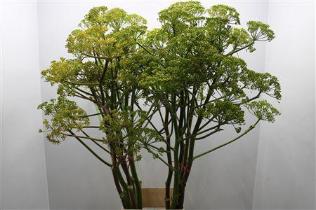 <h4>Foeniculum Vulgare</h4>