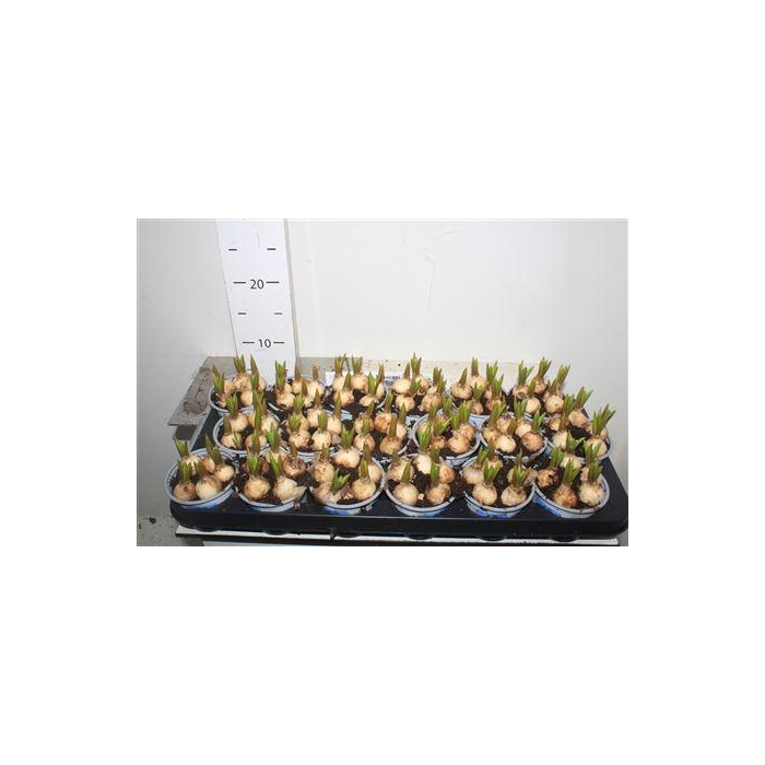 <h4>Muscar Big Smile</h4>