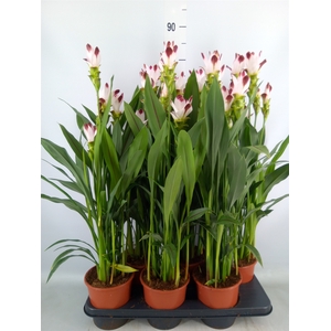 Curcuma   ...