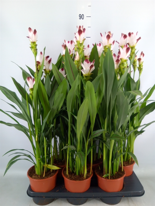 <h4>Curcuma   ...</h4>