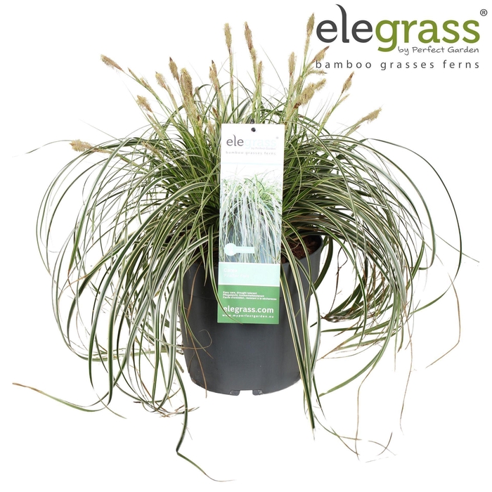 <h4>Carex oshimensis</h4>