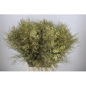 Ginster 400gr Yellow P Bunch