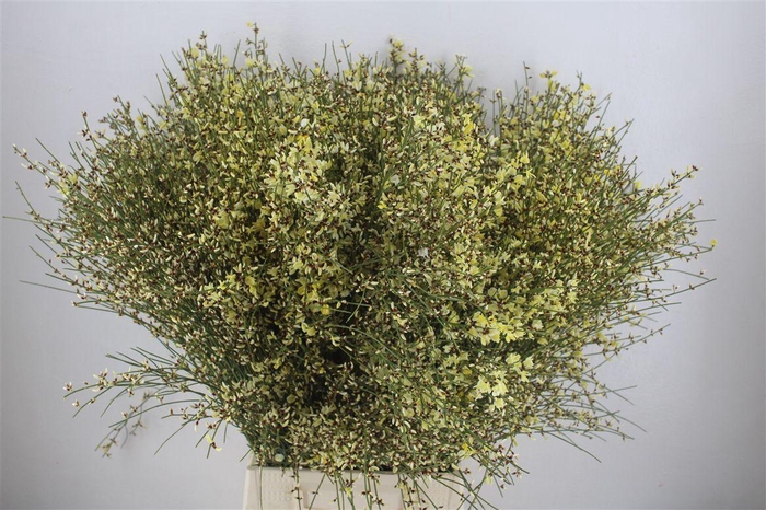 <h4>Ginster 400gr Yellow P Bunch</h4>