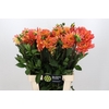 Dahlia Graceland