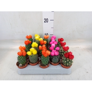 Cactus   ...decorated
