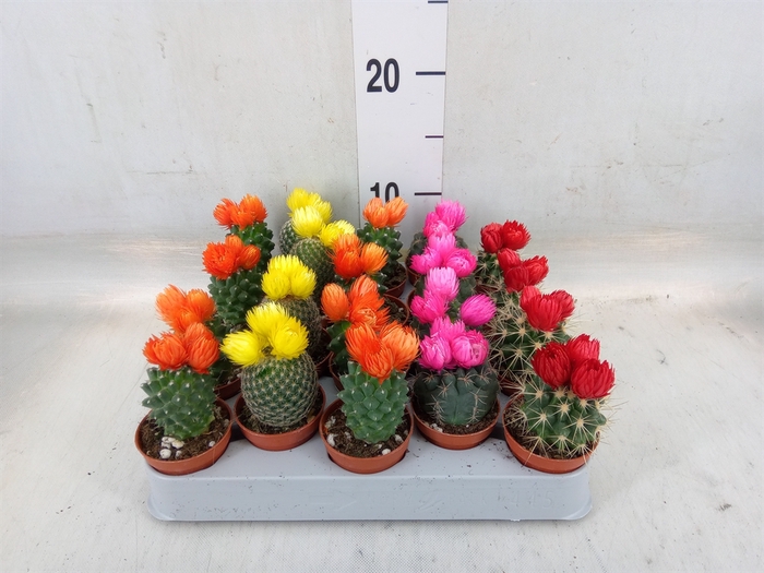 <h4>Cactus   ...decorated</h4>