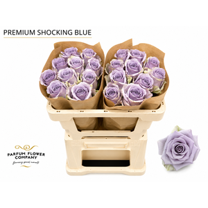Rosa Premium Shocking Blue