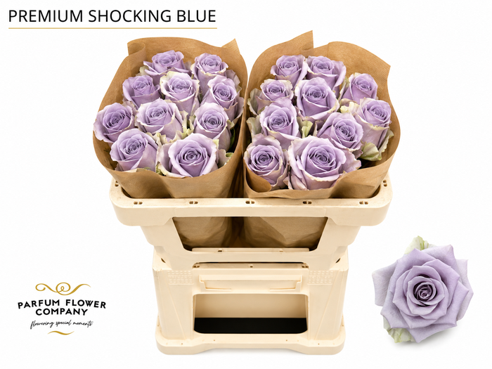 <h4>Rosa Premium Shocking Blue</h4>