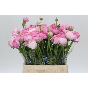 Ranunculus Clooney Polka Extra