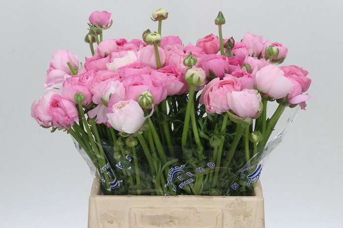 <h4>Ranunculus Clooney Polka Extra</h4>