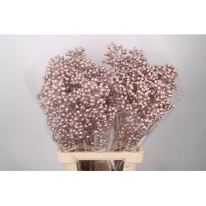 ROSA KLB CHAMPAGNE H%*