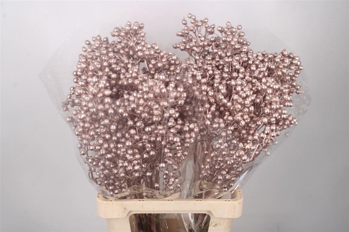 <h4>ROSA KLB CHAMPAGNE H%*</h4>