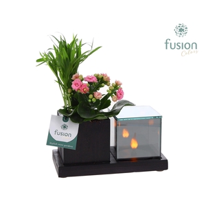 Houten Elegant LED planter met Chameadorea en Kalanchoe
