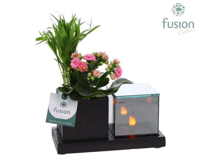 <h4>Houten Elegant LED planter met Chameadorea en Kalanchoe</h4>