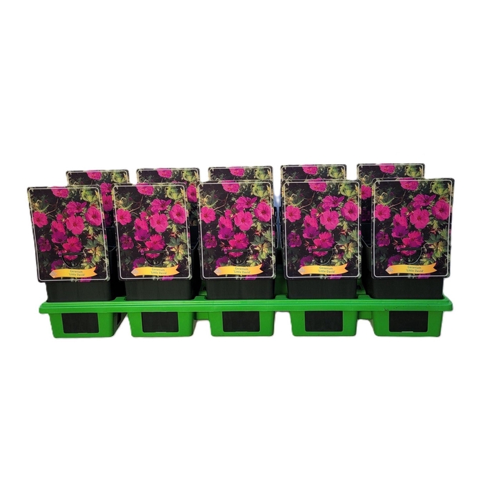 <h4>Geranium</h4>