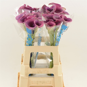 Calla Promise