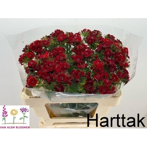 DI BARB S WILL RED
