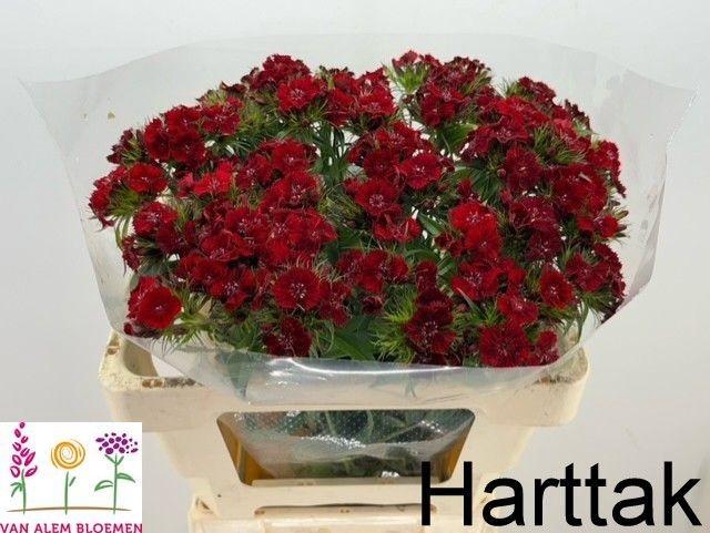 <h4>DI BARB S WILL RED</h4>