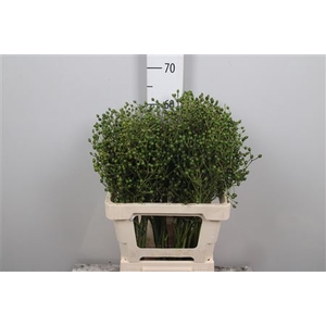 Rosa Plenty Green