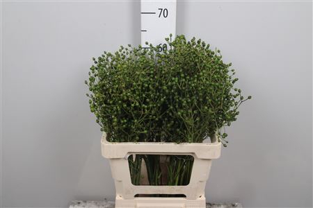 <h4>Rosa Plenty Green</h4>