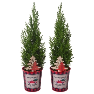 PTK25181 Ellwoodii in zink met decoratie